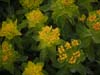 Euonymus europaeus